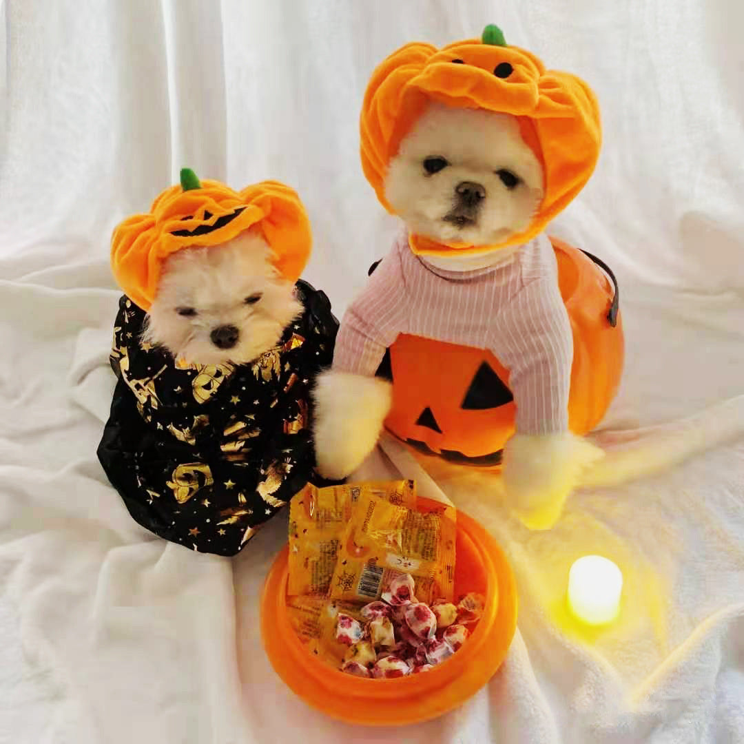 Pet cat dog pumpkin cat hat Halloween ghost festival decoration